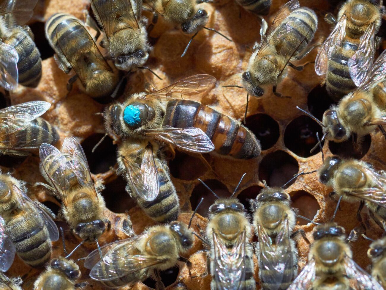 Рейсы с пчеломатками будут осуществляться только с мая по октябрь