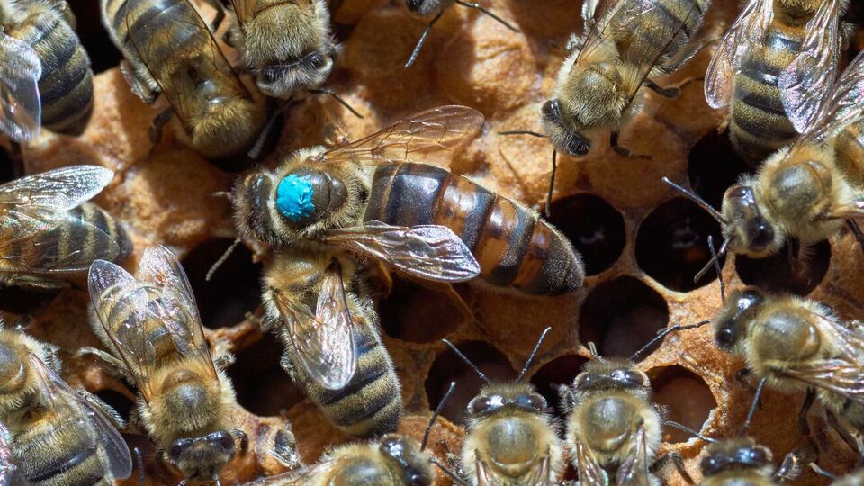 Рейсы с пчеломатками будут осуществляться только с мая по октябрь