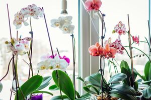 Через те, що орхідея вбирає вологу тільки за денного світла, поливати її необхідно у першій половині дня