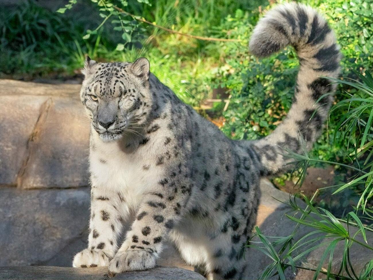 Животное привить не успели