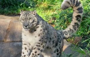 Животное привить не успели