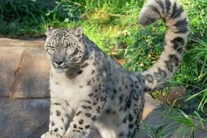 Тварину щепити не встигли