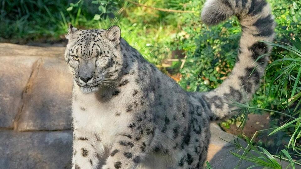 Тварину щепити не встигли