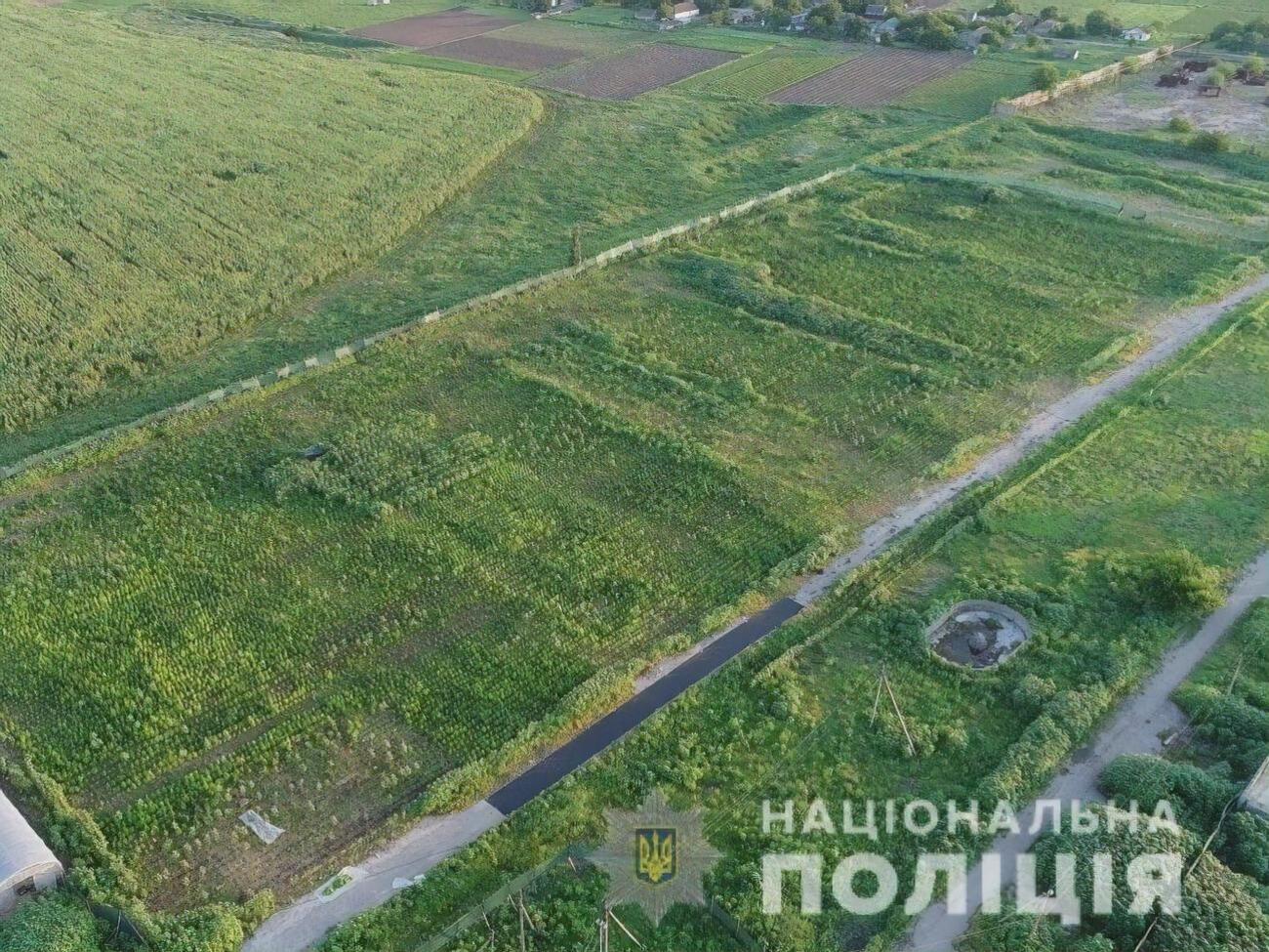 Наркоплантация находилась на территории разрушенной птицефабрики