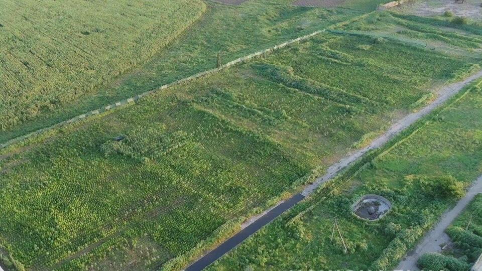 Наркоплантация находилась на территории разрушенной птицефабрики