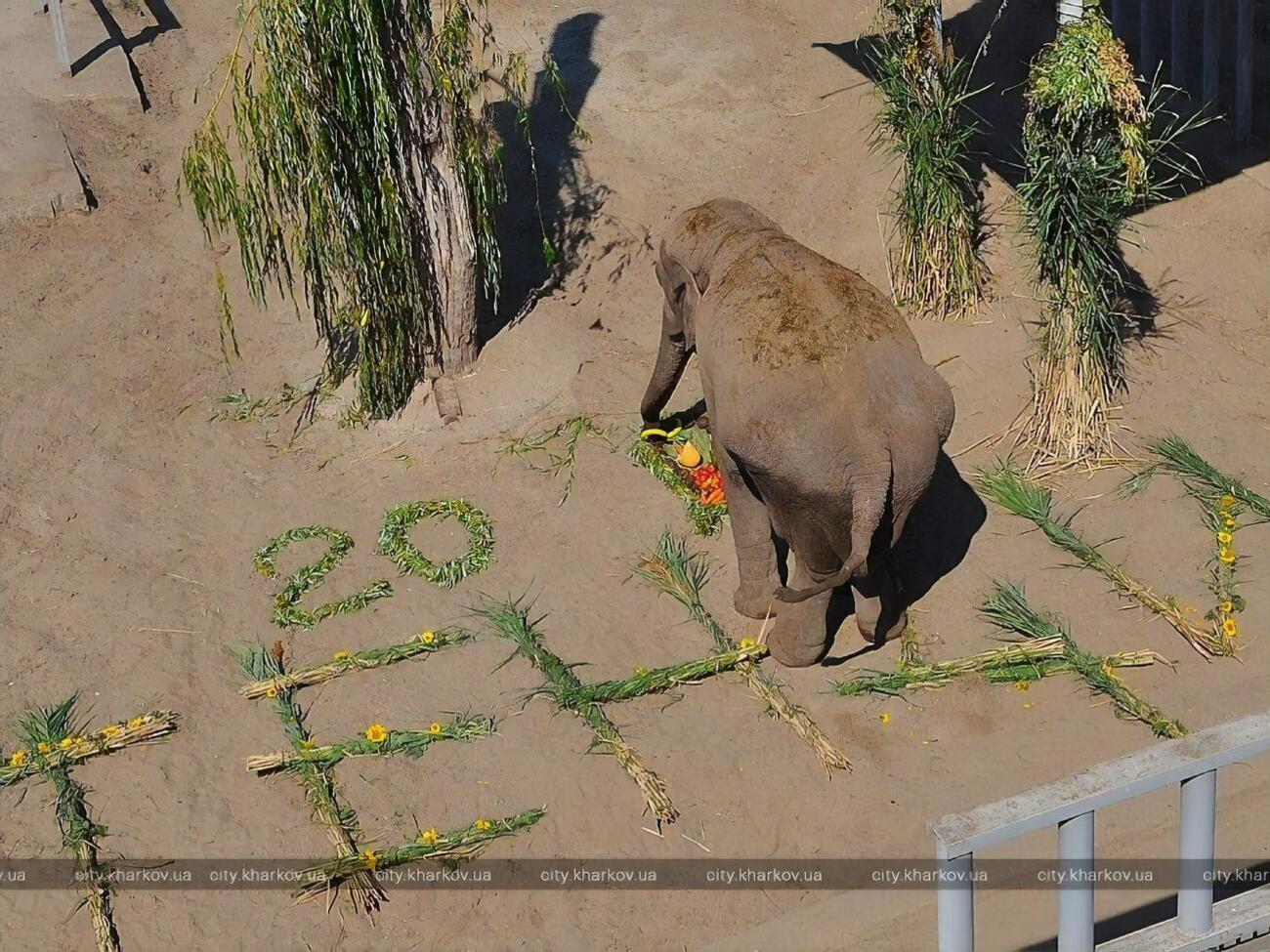 Тенді привезли до Харківського зоопарку з Одеси у дворічному віці