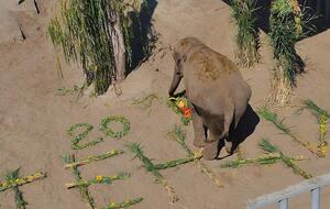 Тэнди привезли в Харьковский зоопарк из Одессы в двухлетнем возрасте