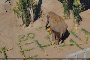 Тенді привезли до Харківського зоопарку з Одеси у дворічному віці