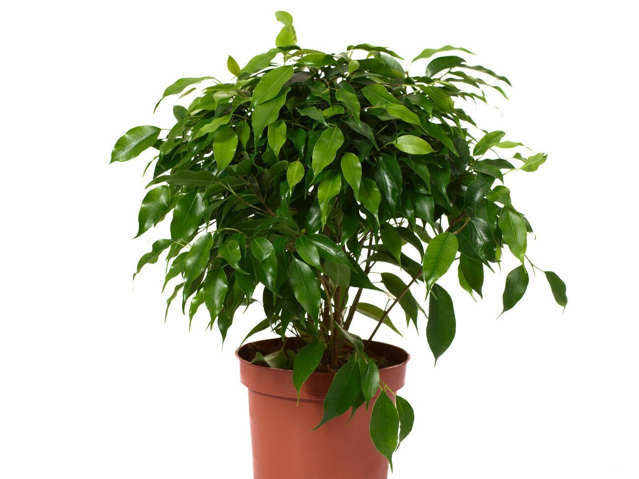 Фікус Бенджаміна потрібно поливати двічі на тиждень