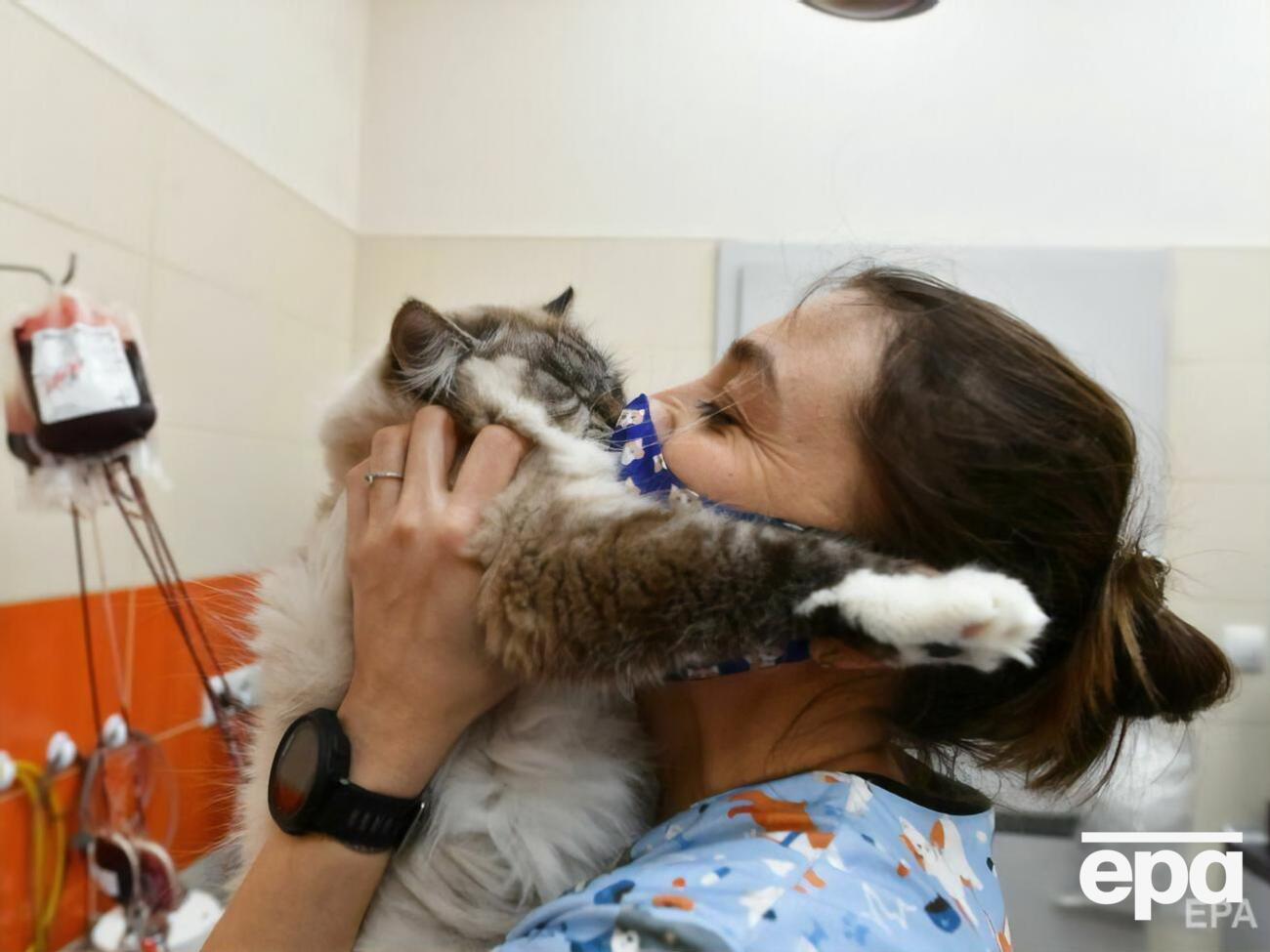 Застосунок дає можливість власникам котів дізнатися, чи відчуває їхня тварина біль