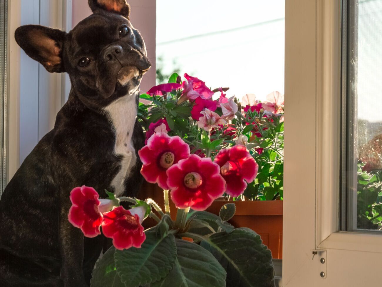 Глоксинія не любить протяги і потребує великої кількості світла