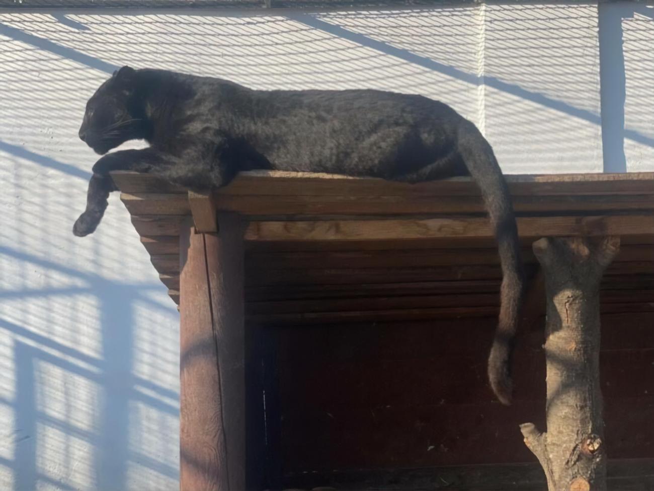 Черная пантера напала на ветеринара во время кормления