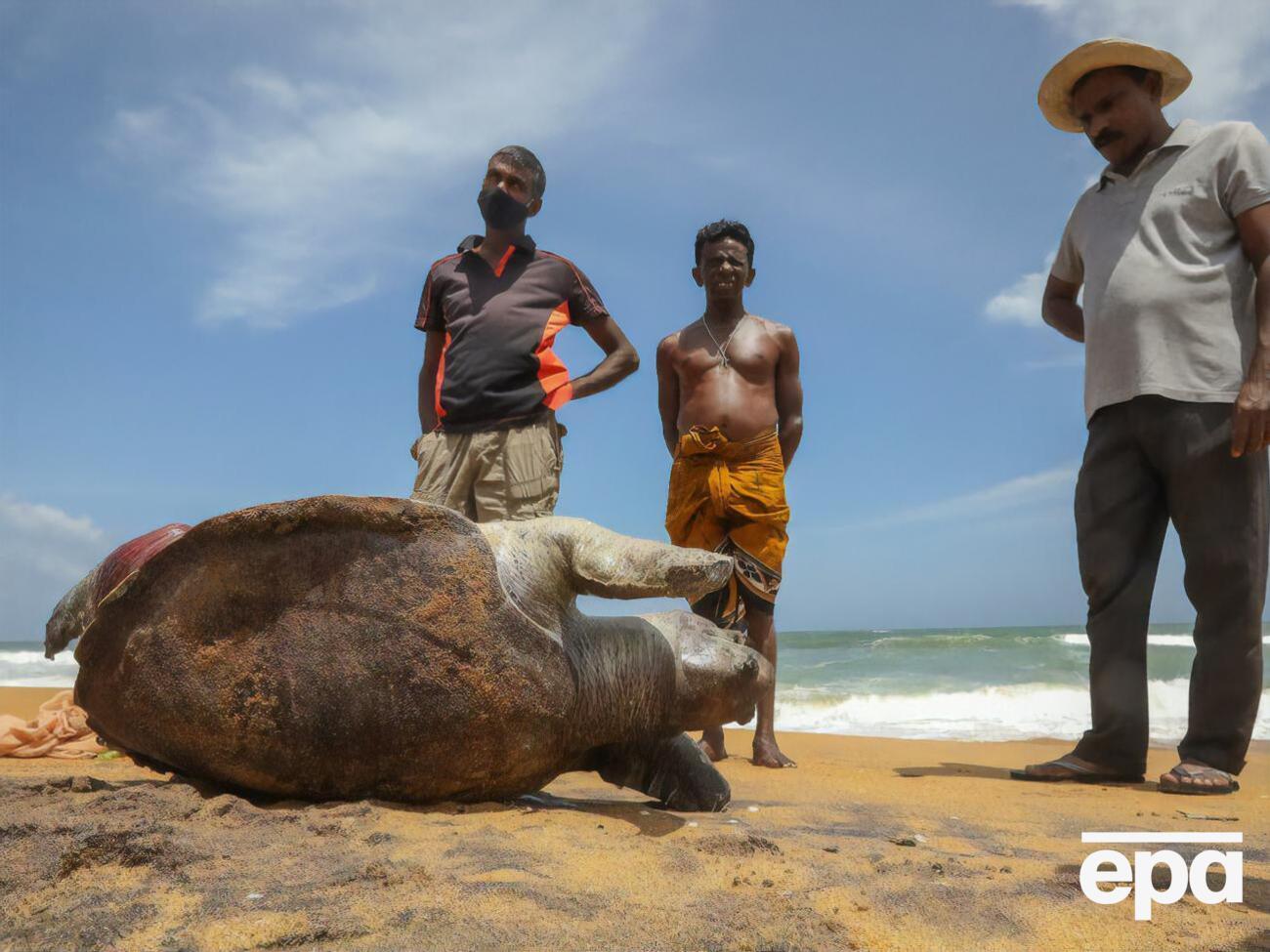 Эксперты считают, что риски для морской флоры и фауны после аварии судна еще сохраняются