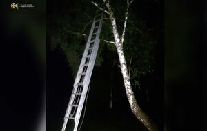 Снимать ребенка с дерева пришлось с помощью пожарной лестницы