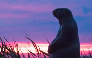 Байбак внесен в Красную книгу Украины