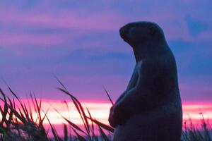 Байбак внесен в Красную книгу Украины
