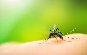 З комарами у Криму борються за допомогою бактициду і ларіолю