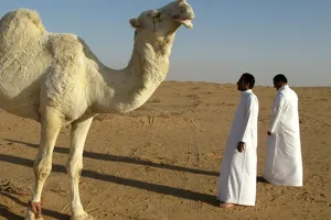 Туристы из Саудовской Аравии любят зелень и дождь, рассказала Олеськив