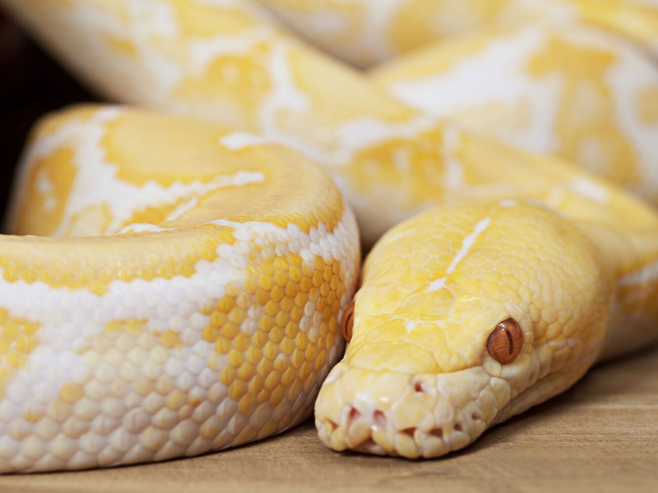 Австрийца укусил питон-альбинос