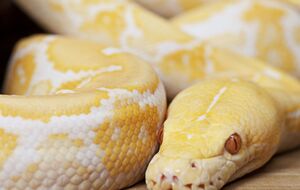 Австрийца укусил питон-альбинос