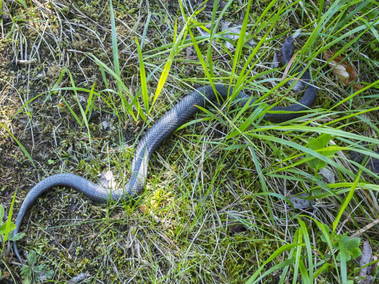 За первое полугодие 2021 года от укусов змей в Украине пострадало 30 человек