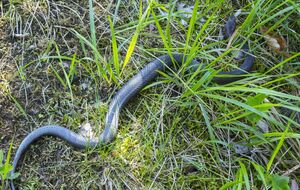 За первое полугодие 2021 года от укусов змей в Украине пострадало 30 человек