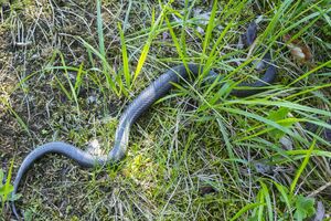 За первое полугодие 2021 года от укусов змей в Украине пострадало 30 человек