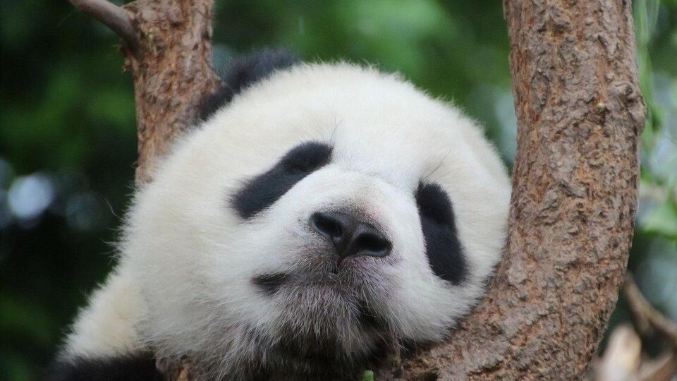 Панди у природі живуть лише в Китаї
