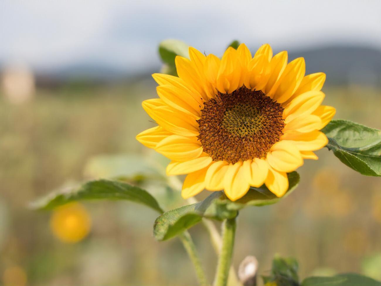 Сегодня 1 августа, до конца 2021 года осталось 152 дня