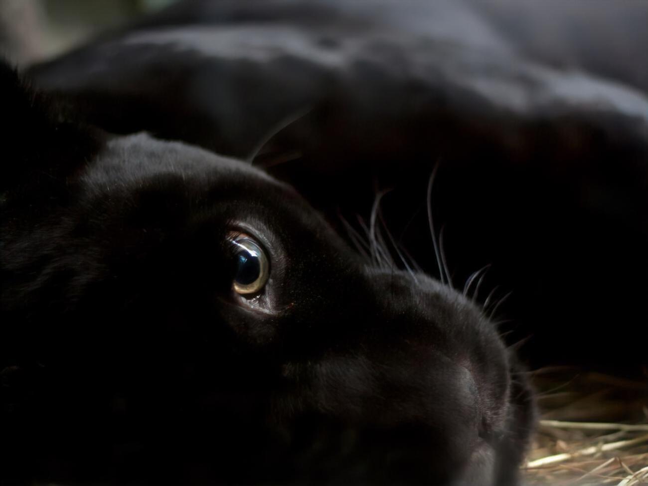 Нападение в экопарке произошло 29 июля