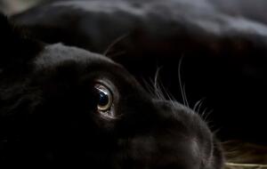 Нападение в экопарке произошло 29 июля