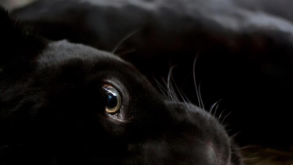 Нападение в экопарке произошло 29 июля