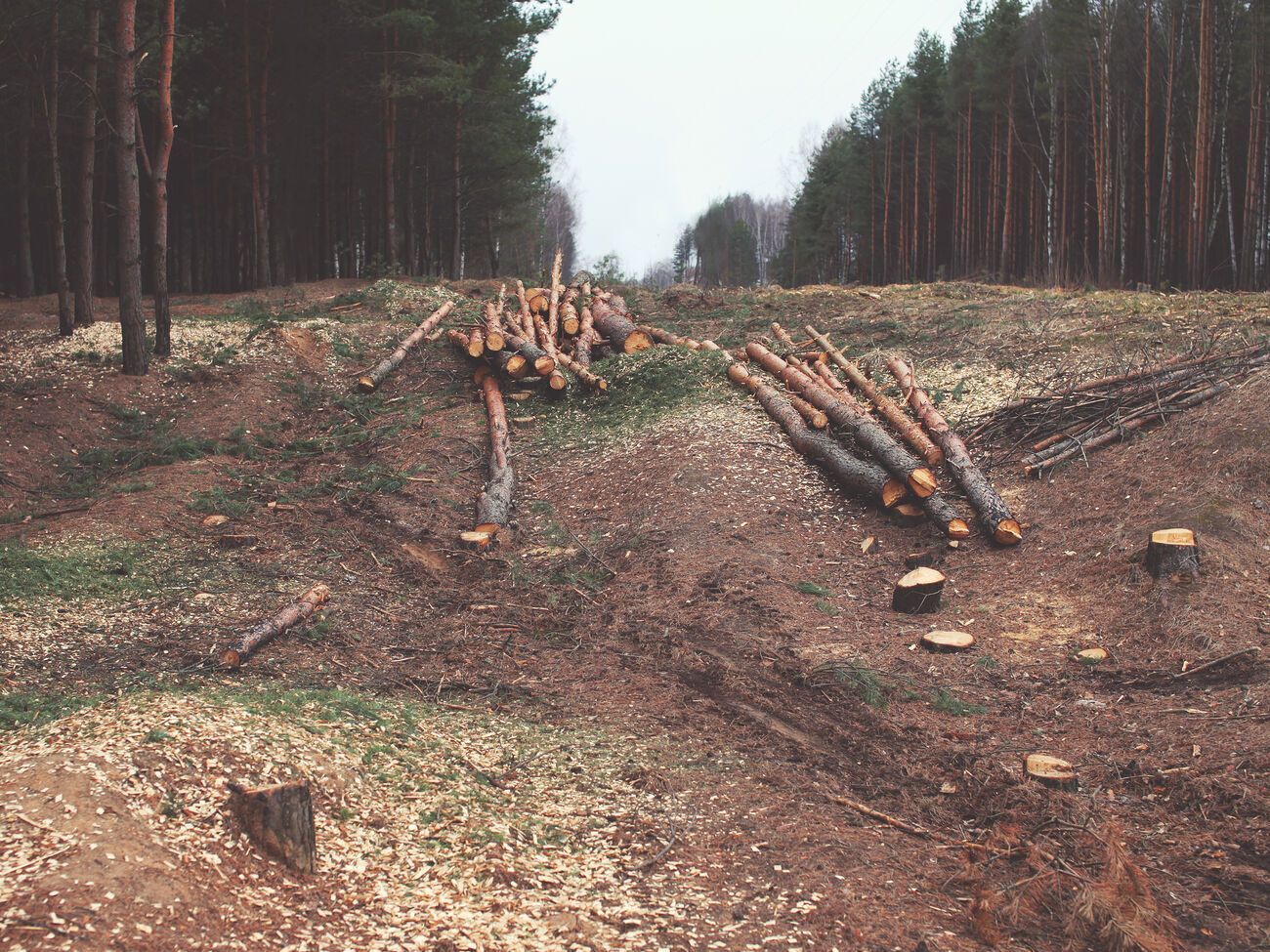 Протягом шести місяців 2021 року ДБР зафіксувало збитки через незаконне вирубування лісу на 93 млн грн