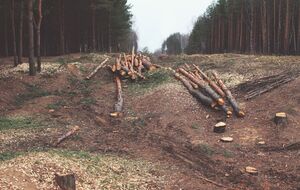 За шесть месяцев 2021 года ГБР зафиксировало убытки из-за незаконной порубки леса на 93 млн грн