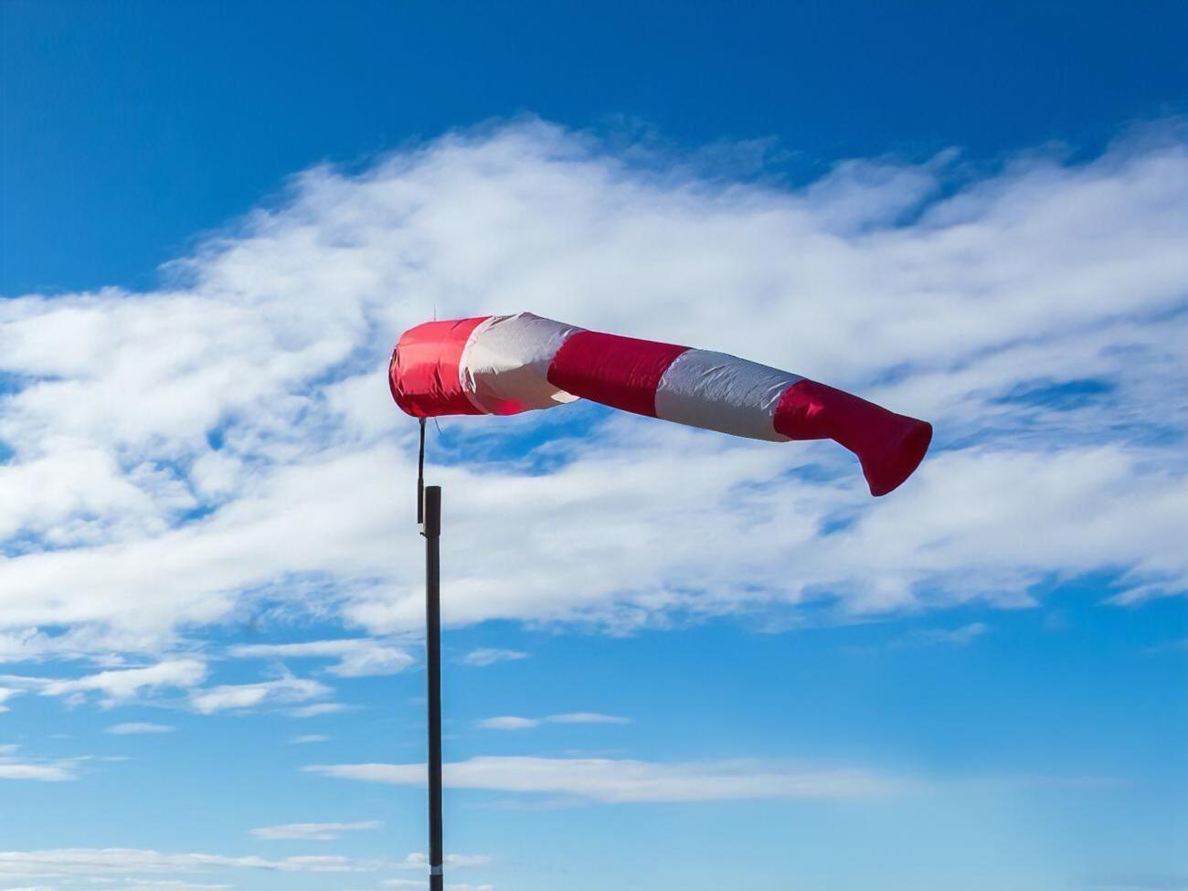 Сильный ветер свалил во Львове не одно дерево