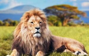 Сегодня в мире отмечают Всемирный день льва