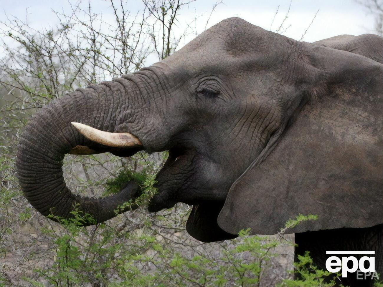 За слонами спостерігає понад 25 тис. осіб