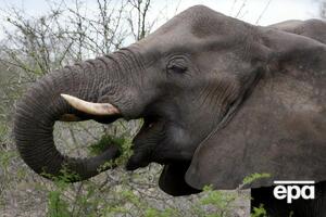 За слонами наблюдают более 25 тыс. человек