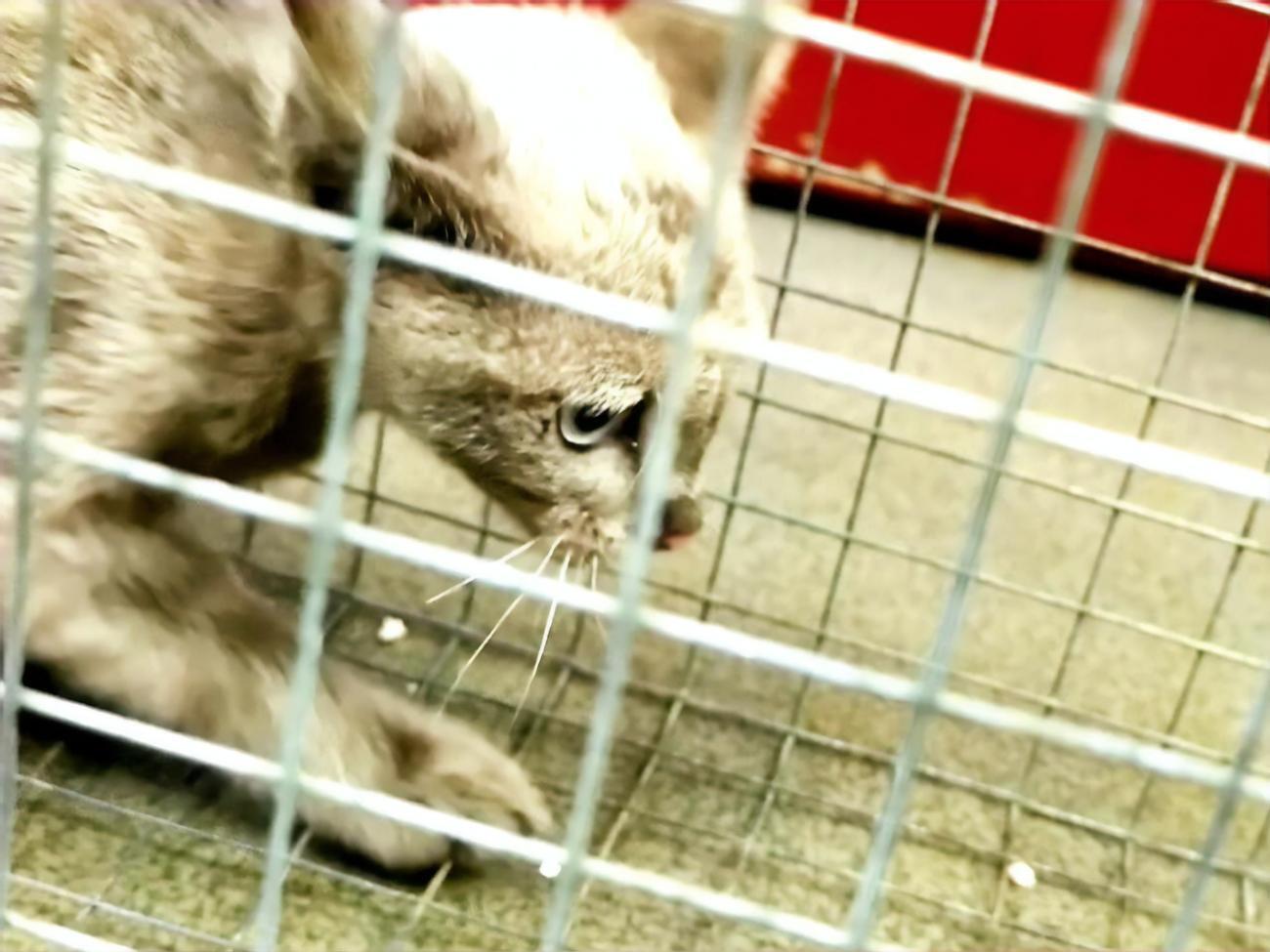 Зоозащитники установили специальную ловушку на котенка