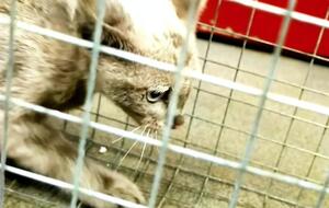 Зоозащитники установили специальную ловушку на котенка