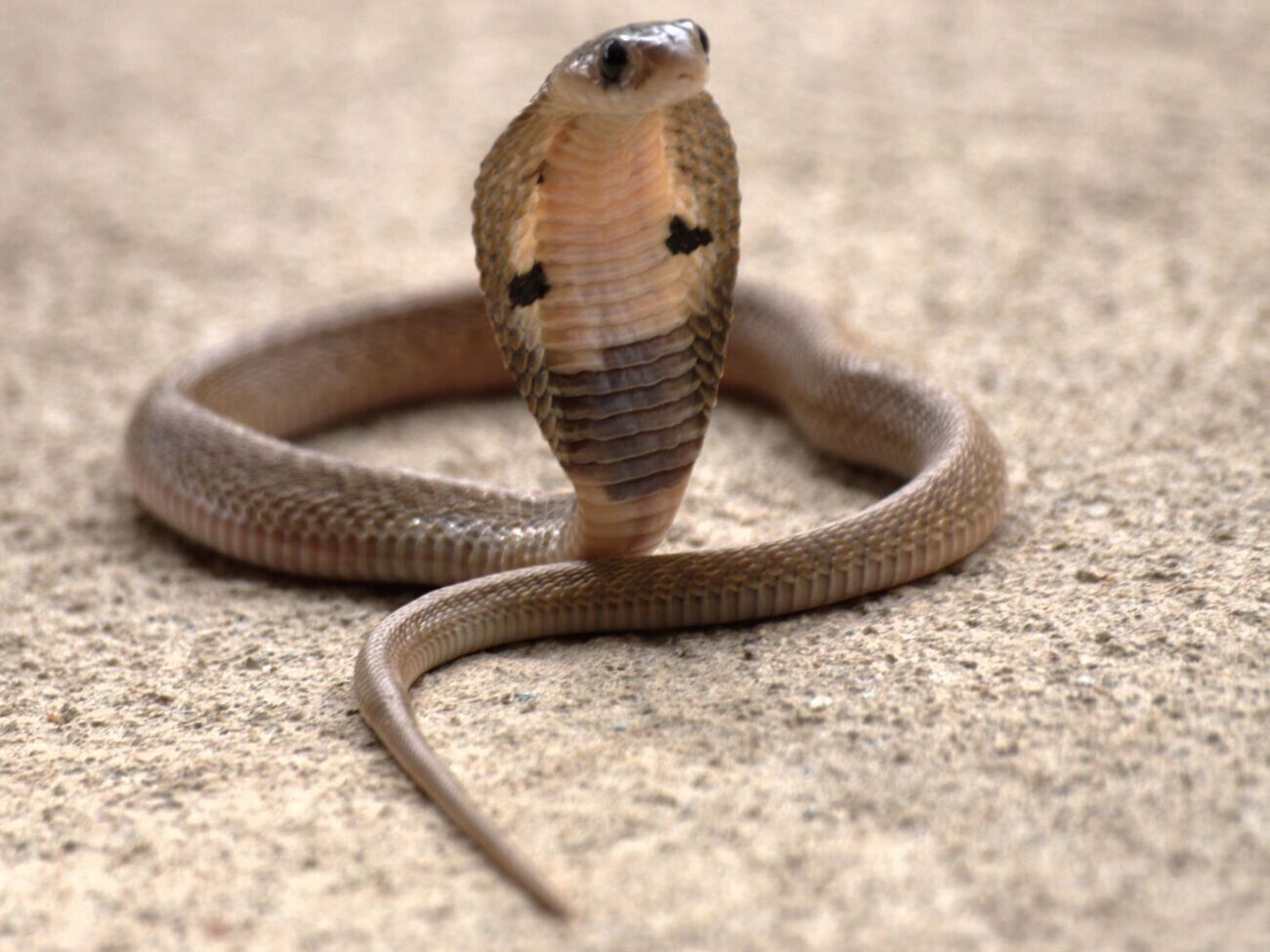 Кобру убили очевидцы