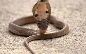 Кобру убили очевидцы