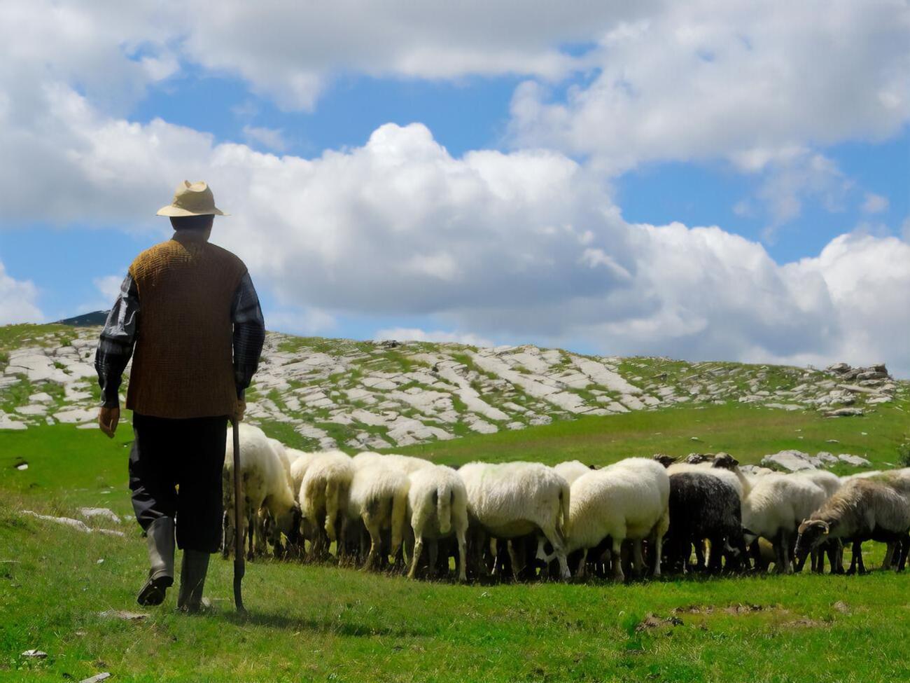 Во время удара молнии пастух потерял сознание