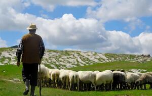Во время удара молнии пастух потерял сознание