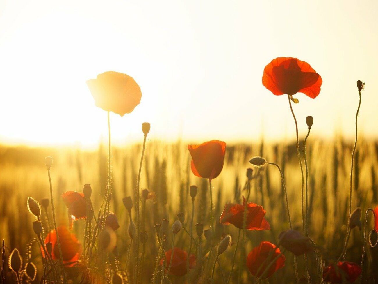 15-го и 16 августа&nbsp;на юго-западе Украины температура воздуха прогреется до +34&nbsp;&ordm;C