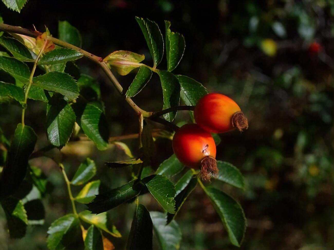 Ягоды годжи нельзя есть сырыми