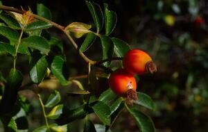 Ягоды годжи нельзя есть сырыми