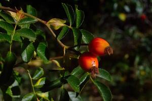 Ягоды годжи нельзя есть сырыми