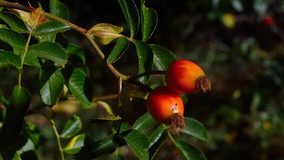 Ягоды годжи нельзя есть сырыми