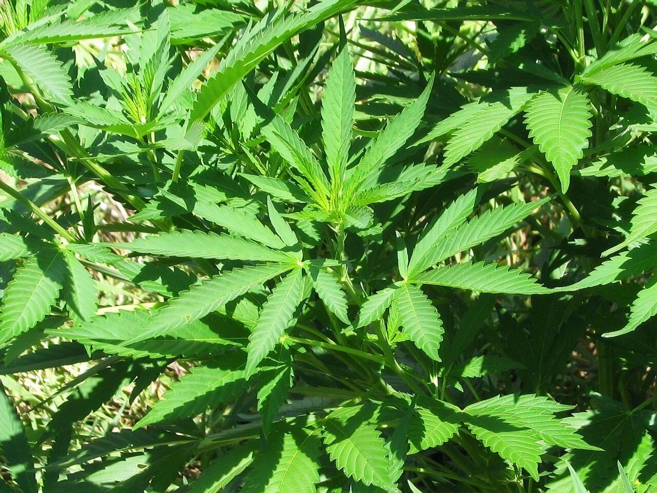 Коноплю фигурант дела распространял по территории всей Украины